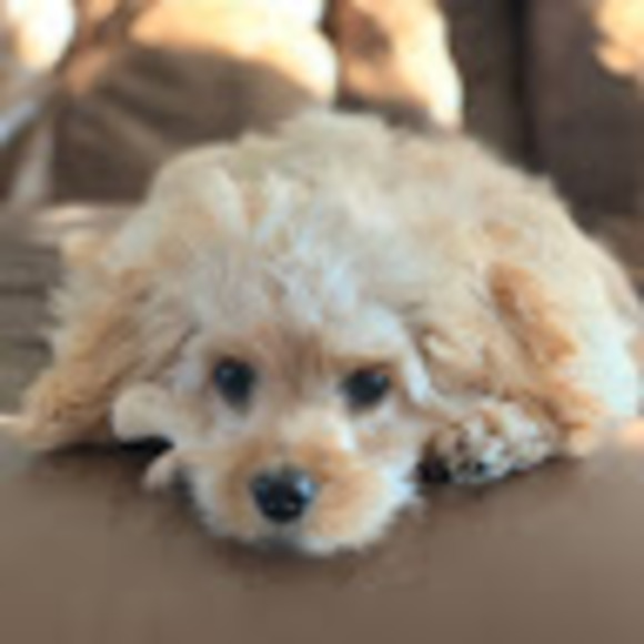 Meet your Posher, Danika - Picture 1 of 1